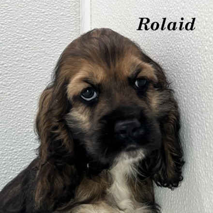 puppy, for, sale, Cocker Spaniel, Joe & Cherri  Overlease, dog, breeder, Miller, MO, dog-breeder, puppy-for-sale, forsale, nearby, find, puppyfind, locator, puppylocator, aca